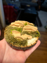 Load image into Gallery viewer, Wooden Mossy Mushroom Wall Art.
