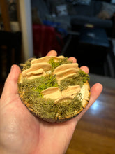 Load image into Gallery viewer, Wooden Mossy Mushroom Wall Art.
